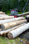 Odvážení dřeva na Šumavě