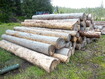 Odvážení starého dřeva na Šumavě