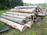 Odvážení starého dřeva na Šumavě