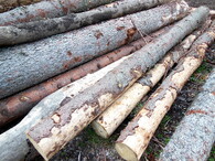 Odvážení dřeva na Šumavě