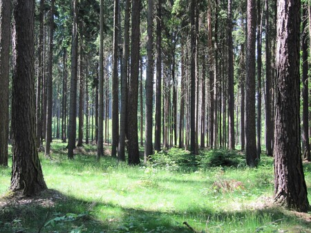 Na Ústecku ode dneška platí zákaz vstupu do lesů.