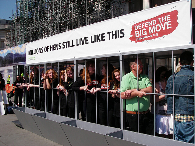 Miliony nosnic stále žijí takto. Kampaň organizace Compassion in World Farming, duben 2011 Miliony nosnic stále žijí takto. Kampaň organizace Compassion in World Farming, duben 2011