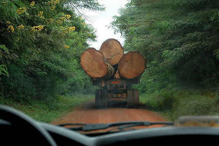 Dřevo z Kevazingo je předmětem přísné ochrany od roku 2001, ale v té době jich v Gabonu mnoho nezbylo. Poptávka z dřevařských společností ze zahraničí, především Číny, zdecimovala většinu známých lokalit. Ilustrační foto.