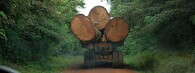 odvoz vytěžného stromu