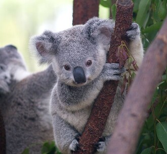 Ze zvířat a hmyzu je schopno se eukalypty živit jenom několik druhů – koala, vonící včetně svých exkretů po bonbóncích proti kašli, je z nich nejznámější