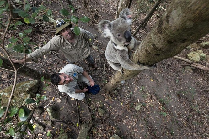 Záchranu koalů by mělo napomoci i založení národního parku, který by se stal první státem zřízenou rezervací za záchranu tohoto druhu. Ilustrační snímek