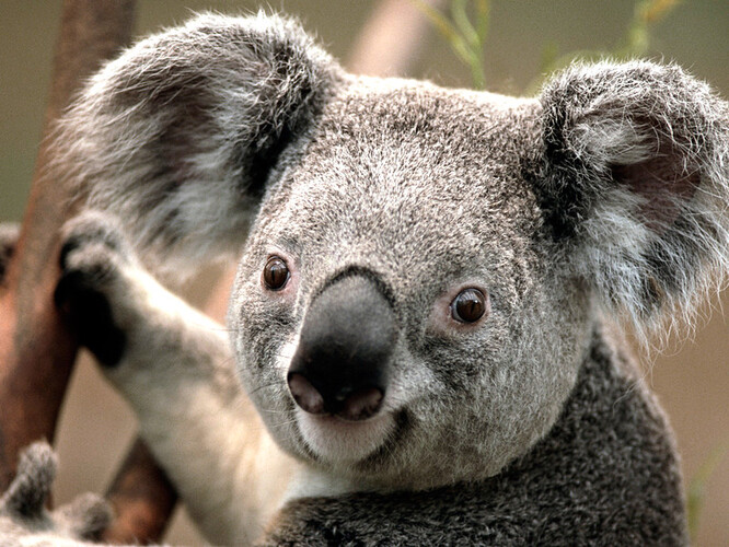 Po větší ochraně koalů volají již delší dobu ekologické iniciativy a badatelé.