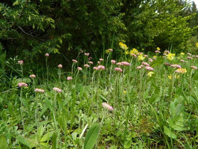 Kociánek dvoudomý Kociánek dvoudomý