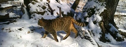 Kočka divoká na fotopasti na Křivoklátsku Foto: AOPK ČR