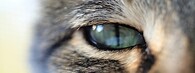 oko kočka domácí mazlíček