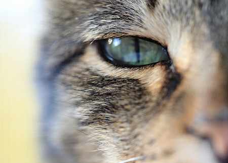 Nekastrovaných koček je ve Zlíně hodně a bezprizorních koťat přibývá