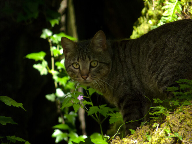 Kočka divoká je skrytě žijící šelma, o jejímž aktuálním výskytu a životě odborníci mnoho neví.