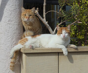 Kočky na Kypru