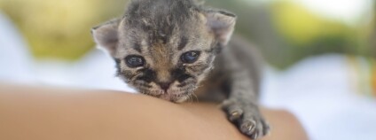 Foto: Handipet Rescue Foto: Handipet Rescue