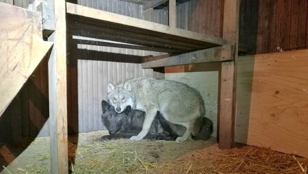 Dva vlci schovaní před kontrolou v neosvětlené sauně u finské obce Orimattila.