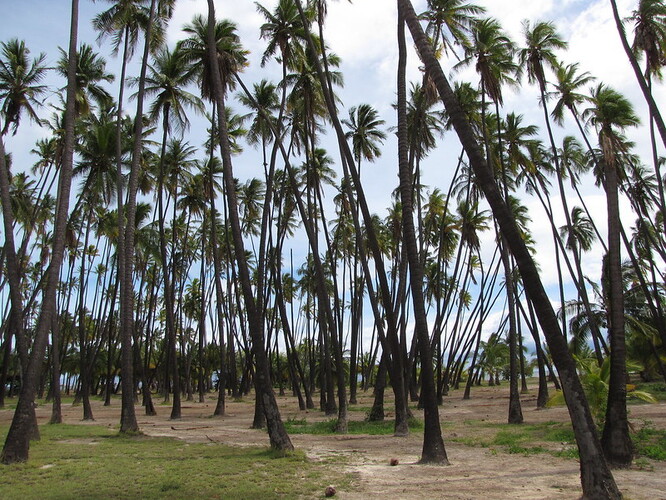 Palmy jsou obrovská čeleď rostlin, které poskytují milionům lidí potravu, pití a přístřeší. Mají řadu využití, lze z nich vyrábět palmový i kokosový olej, rostou na nich datle či kokosové ořechy a používají se například při výrobě nábytku, kaučuku, oleje a provazů. V tropech tyto rostliny slouží také jako stavební materiál pro domy či jako léky.