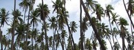 Porost palmy kokosové