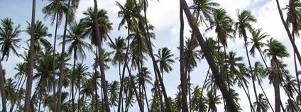 Porost palmy kokosové Foto: Forest and Kim Starr Flickr.com