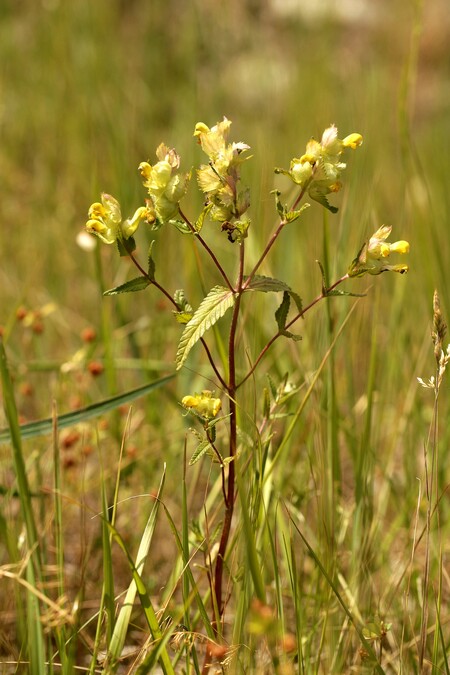 Kokrhel luštinec - poloparazitická rostlina, která dokáže téměř zcela zlikvidovat svého hostitele, různé druhy travin.