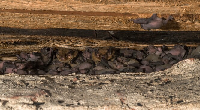 Kolonie matek s mláďaty. Kolonie matek s mláďaty.