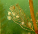 Kolonie vířníků přisedlé na listu stolístku klasnatého. I mikrofiltrátoři jsou přínosem pro čirou vodu.