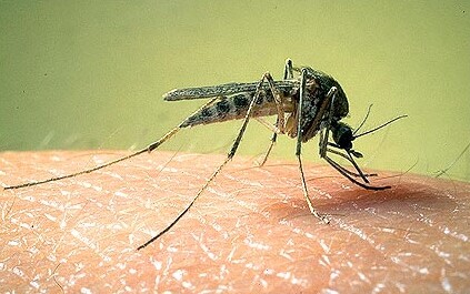 Koncem minulého roku vypustila soukromá společnost Oxitec do malajské přírody zhruba šest tisíc geneticky upravených samečků komárů.