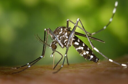 Komár tygrovaný může přenášet viry, které způsobují horečky, bolesti kloubů, hlavy a svalů. V evropské části Francie se objevil v poprvé v roce 2004 v okolí Nice. / Ilustrační foto