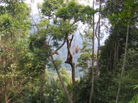 Prales v Malajsii
