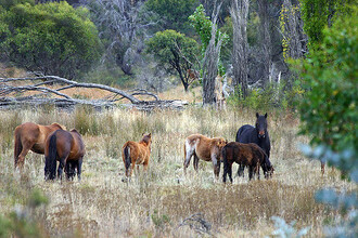 Divoké koně v Austrálii.