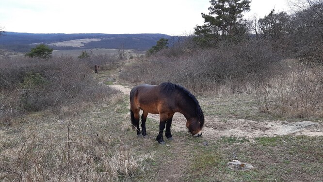 Exmoorský pony v Podyjí.