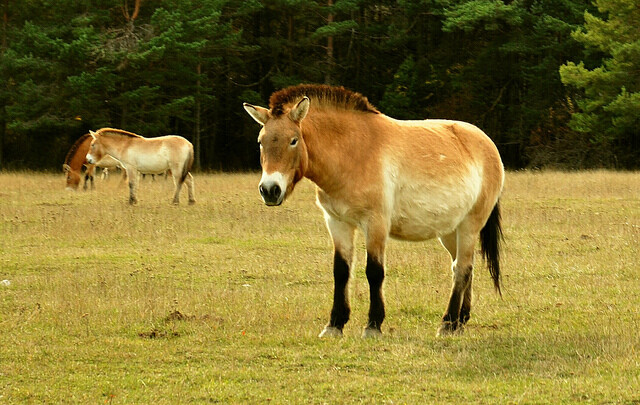 Kůň Převalského je posledním žijícím divokým druhem koně. Pražská zoo je chová od roku 1932 a od roku 1959 vede mezinárodní plemennou knihu.
