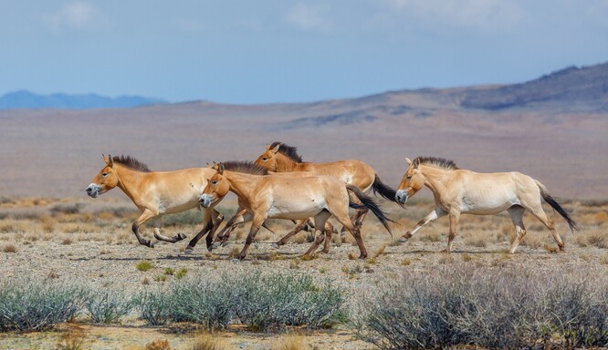 Koně Převalského běží krajinou přísně chráněné oblasti Velká Gobi B v Mongolsku. Takový pohled má být již brzy realitou i ve stepi Altyn Dala ve středním Kazachstánu.