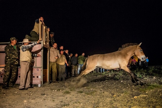 Ředitel pražské zoo Miroslav Bobek vypouští v Mongolsku koně Převalského.