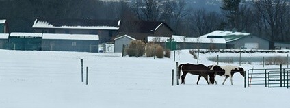 Koně v zimě Foto: ☼☼Jo Zimny Photos☼☼ Flickr