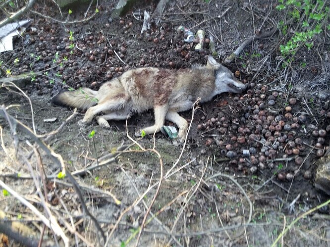 Vlka, který byl 9. dubna 2019 nalezen mrtvý v příkopu nedaleko obce Konětopy na Mělnicku, někdo zastřelil.