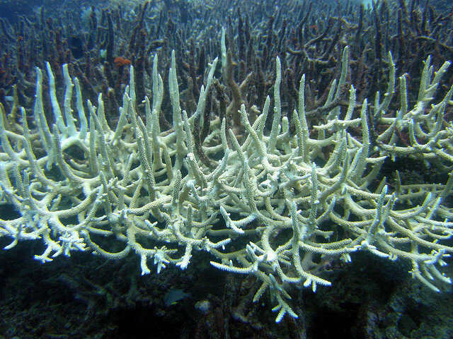 Naprosto vražedné je zvyšování kyselosti oceánů pro mořské korály. Zvýšit jeho pH a pomoci mu tím od pomyslného "pálení žáhy", je cestou, jak pomoci mořské fauně a flóře, a přitom ještě posílit efekt pohlcování oxidu uhličitého z atmosféry.