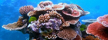 Oceány by měly být chráněny daleko víc než dosud. Na snímku Velký bariérový útes. Foto: Toby Hudson/Wikimedia Commons Oceány by měly být chráněny daleko víc než dosud. Na snímku Velký bariérový útes. Foto: Toby Hudson/Wikimedia Commons