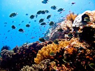 Korálový útes v Indonésii