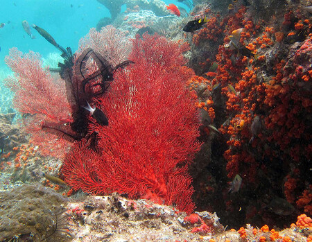 Liberecká zoo zahájila projekt na ochranu a obnovu ohrožených korálových útesů v Indonésii.