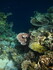 Jeden z nejstarších korálových útesů na světě.