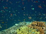 Koráli jsou domovem nespočtu ryb různých velikostí, barev i tvarů.