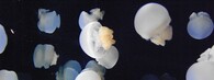 kořenoústka korálová - jedlá medúza