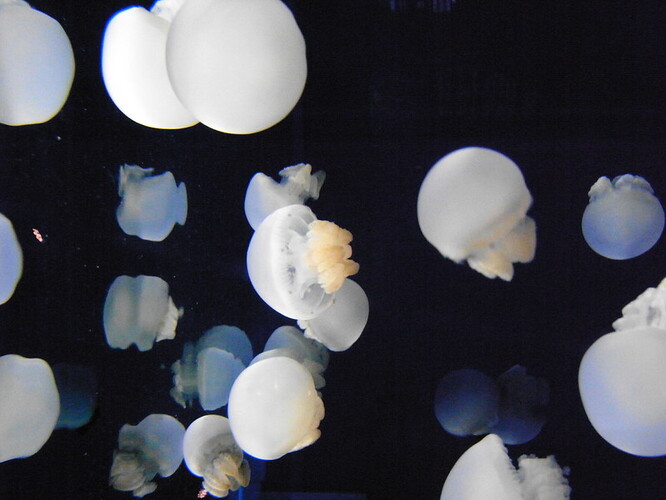 V Austrálii se vyskytuje několik jedlých druhů medúz jako například kořenoústka korálová, jejíž populace je neuvěřitelně početná.