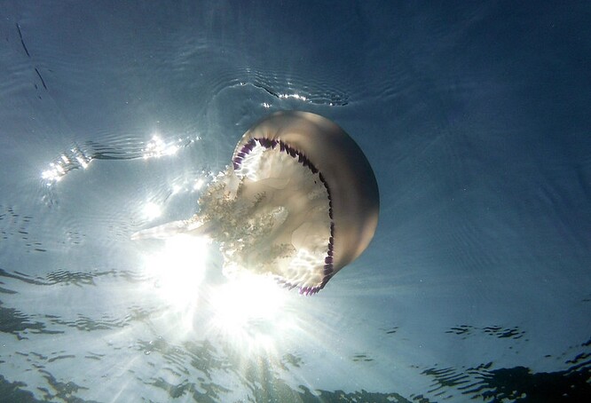 Současnému masivnímu kvetení medúz u chorvatského pobřeží dominuje druh Rhizostoma pulmo, tedy kořenoústka plicnatá.