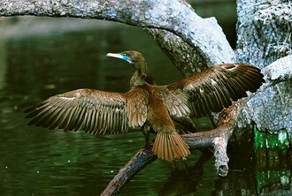 Po lovu má kormorán roztažená křídla a na slunci je suší. Občas s nimi protřepe, aby rychleji proschla.
