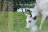 husy a krávy v ptačím parku Kosteliska