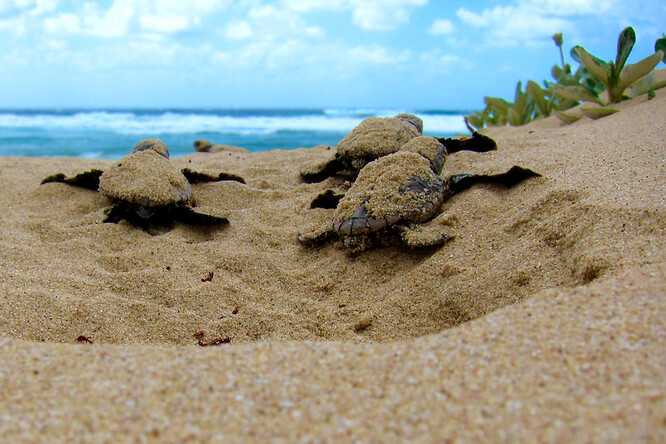 Moře u břehů Pobřeží slonoviny je domovem mořských tvorů, korálových útesů a tropických ryb a je také nesmírně důležitým hnízdištěm a lovištěm mořských želv.