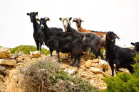 Kozy na Krétě