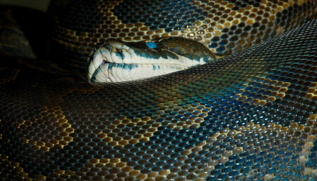 Krajta písmenková je jedním z největších hadů světa. Dorůstá až do sedmi a půl metru délky a váhy kolem 100 kilogramů. Tito hadi žijí v Africe a aktivní jsou hlavně v noci, kdy i loví.