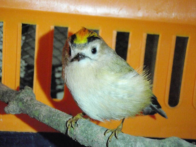 Králíček obecný Králíček obecný